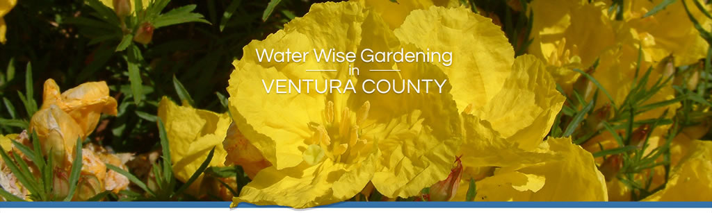 Water-Wise Gardening in Ventura County